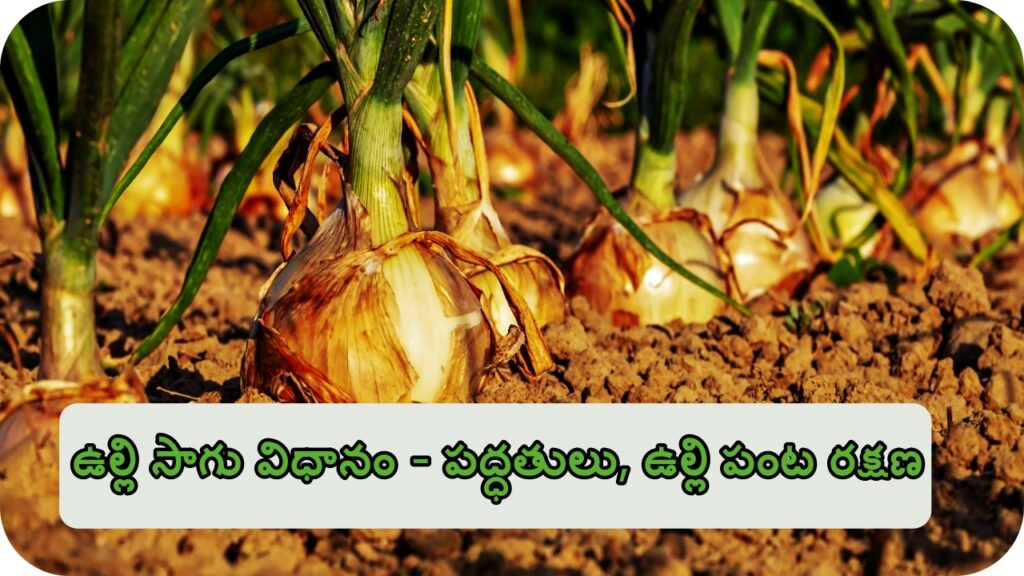 Onion Farming  - పద్ధతులు, ఉల్లి పంట రక్షణ